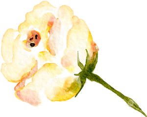 Watercolor Flower Illustration